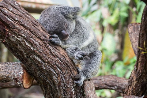 Leatherwood Lodge - Tourism Caloundra 2