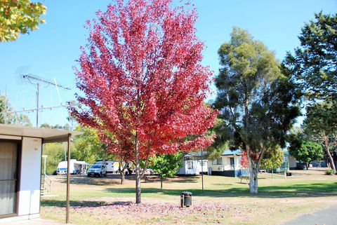 Beechworth Lake Sambell Caravan Park - Tourism Caloundra 6