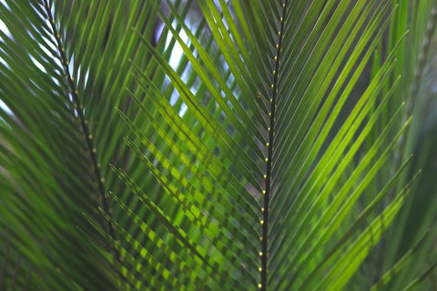 The Jackson Ranch - Tourism Caloundra 2