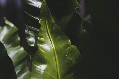 The Jackson Ranch - Tourism Caloundra 1