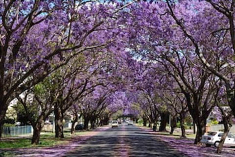 Civic Motel - Tourism Caloundra 3