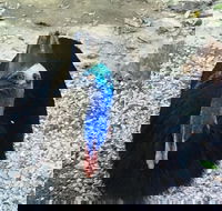 Licuala Lodge - Tourism Caloundra