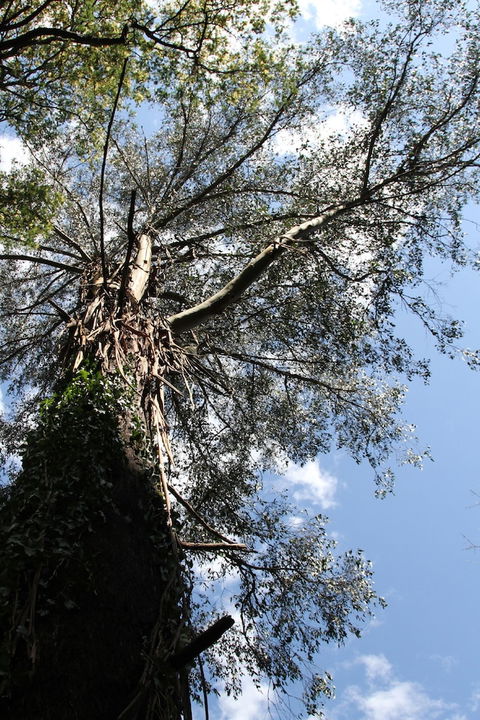 Gatehouse Cottage At Merrow Cottages - Mt Dandenong - Tourism Caloundra 4