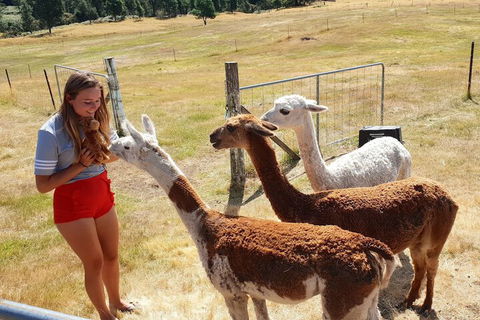 Maydena Mountain Cabins - Tourism Caloundra 7