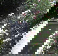 Ivy on Glenelg - Tourism Caloundra