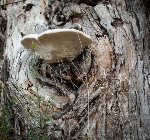 Margate Cottage Boutique Bed & Breakfast - Tourism Caloundra 1