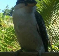 Tropic Oasis Holiday Villas - Tourism Caloundra