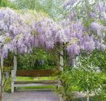 Amelina Cottages - Tourism Caloundra