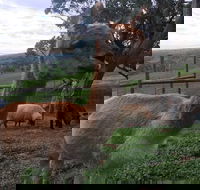 Morella Farm Stay - Tourism Caloundra