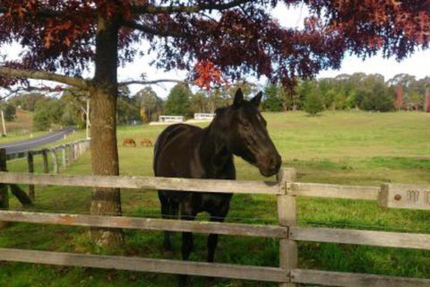 Towac Valley Cabins - Tourism Caloundra 2