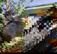 Big4 Shepparton Park Lane - Tourism Caloundra