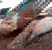 Batchelor Butterfly Farm - Tourism Caloundra