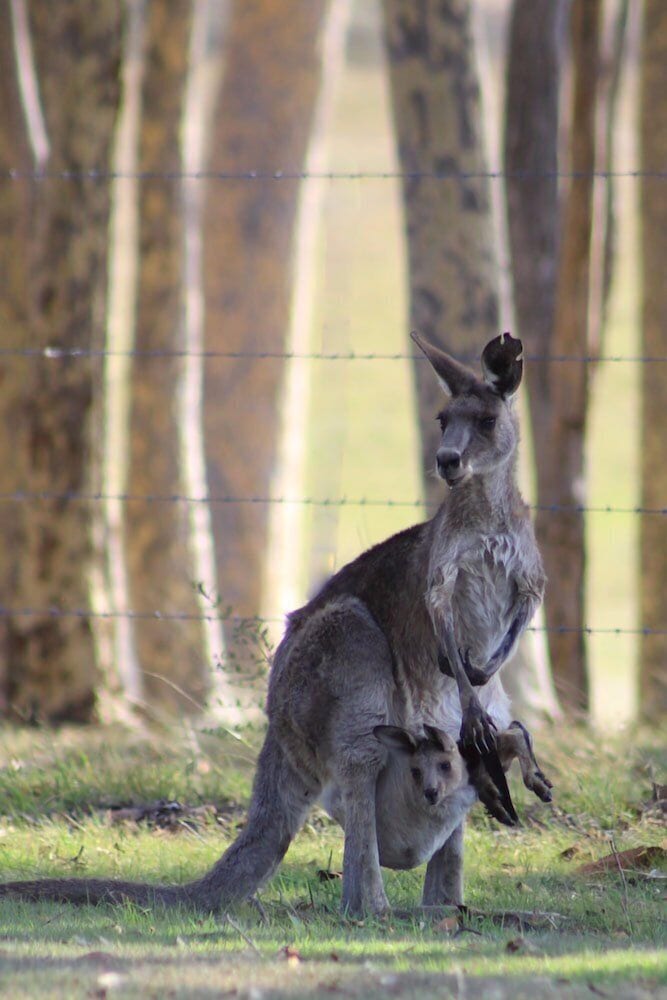 Windella NSW Tourism Caloundra