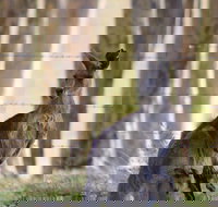 Bella Wind Bed  Breakfast - Tourism Caloundra