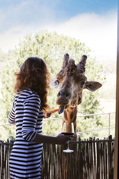 Jamala Wildlife Lodge - Tourism Caloundra 1