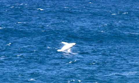 Sea Whispers - Tourism Caloundra 3