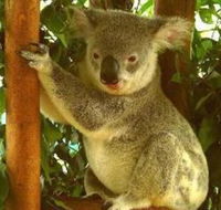 Noosa Backpackers Resort Hostel - Tourism Caloundra