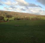 Mancuso Country Cottage Retreat - Tourism Caloundra