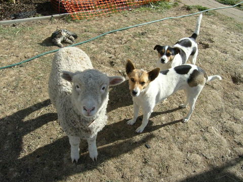 Alpine Country Motel - Tourism Caloundra 2