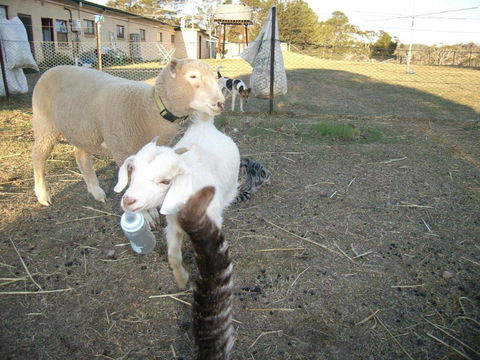 Alpine Country Motel - Tourism Caloundra 5