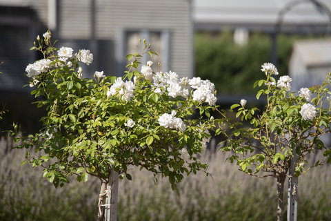 The Nest At Gundaroo - Tourism Caloundra 4