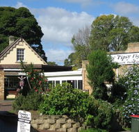 Tipsy Fig - Tourism Caloundra