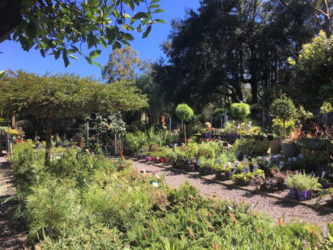 Yatte Yattah Nursery & Cafe - Tourism Caloundra 0