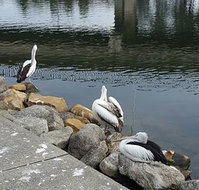 Saltwater Seafoods - Tourism Caloundra