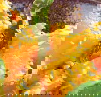 Spice Village - Tourism Caloundra