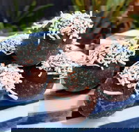 Watkins Bay Coffee Trading Company