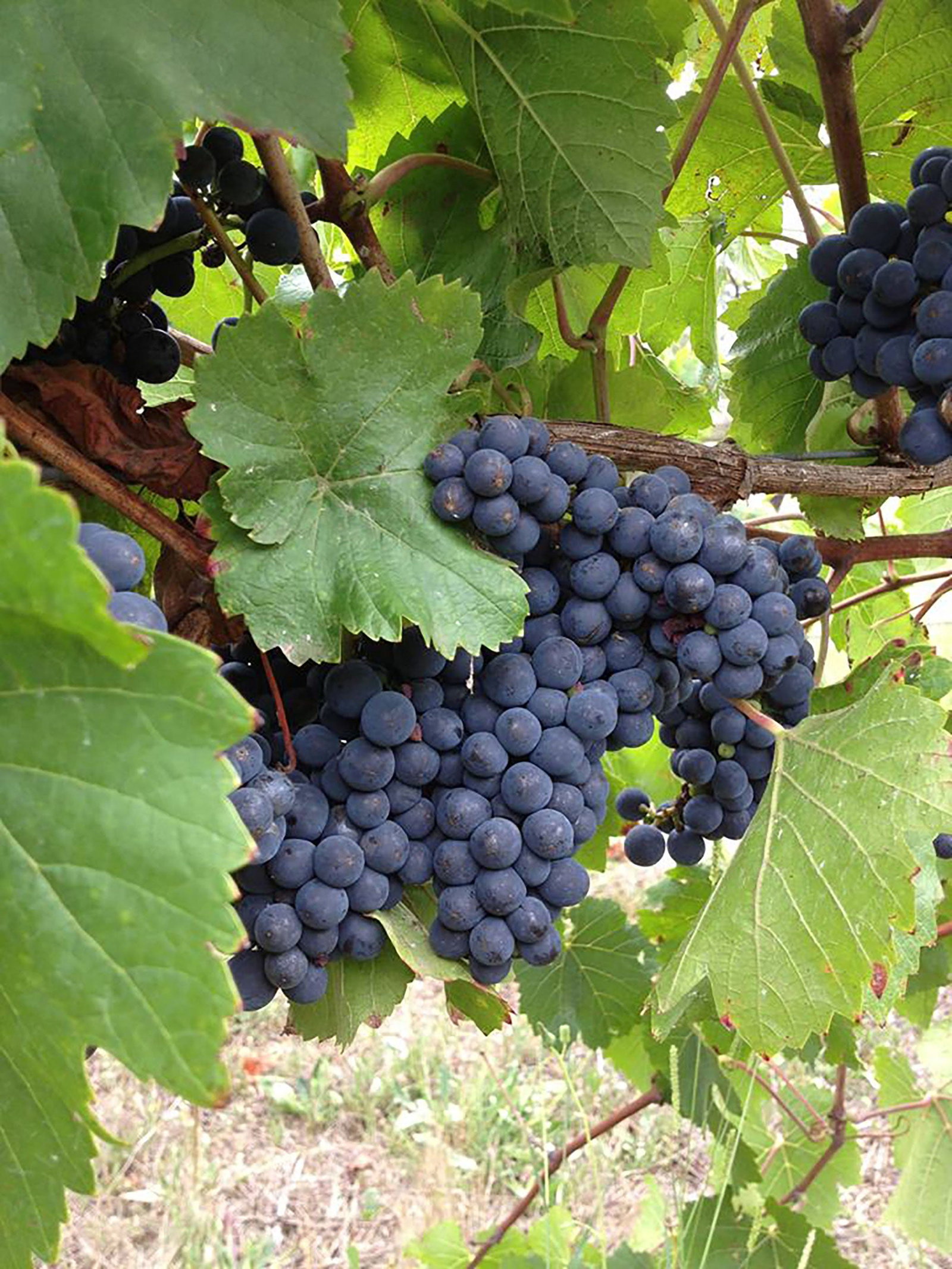 Marcus Hill VIC Tourism Caloundra