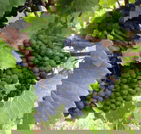 Marcus Hill Vineyard - Tourism Caloundra