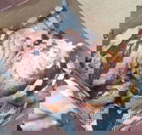 Tommy Sugo - Tourism Caloundra