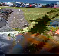 Fish House - Tourism Caloundra