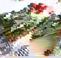 The Garden Tearooms  Cottage Nursery - Tourism Caloundra