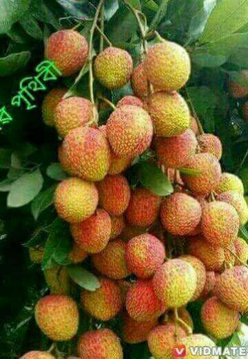 SA's Smokin Pizza - Tourism Caloundra 0