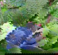 Tuckerberry Hill - Tourism Caloundra