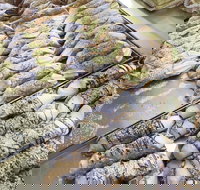 Il Pasticcino - Tourism Caloundra