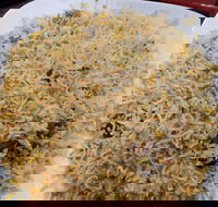 Man-O-Salwa - Clayton - Tourism Caloundra