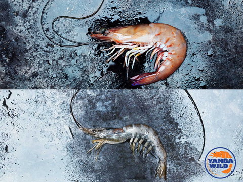 Yamba Wild - Tourism Caloundra 0