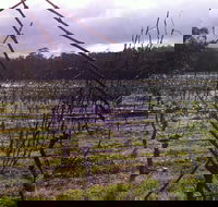 Darlington Vineyard - Tourism Caloundra