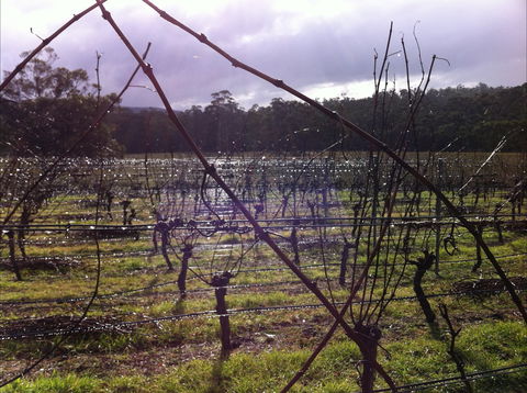 Darlington Vineyard - Tourism Caloundra 0