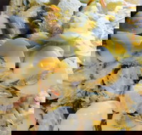 Krazy Chix - Tourism Caloundra