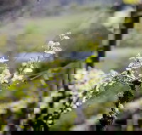 Barrgowan Vineyard - Tourism Caloundra