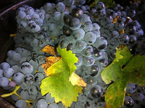Faisan Estate Wines - Tourism Caloundra 0