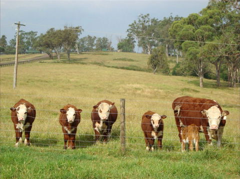Langdale Farm - Tourism Caloundra 1