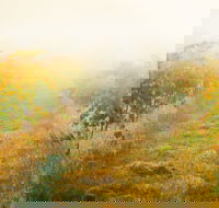 Poonawatta - Tourism Caloundra