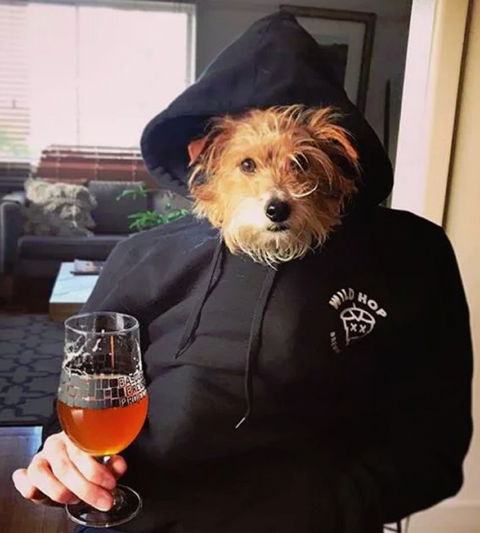 Wild Hop Brewing Company - Tourism Caloundra 1