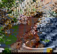 Lovin'Lamb - Tourism Caloundra