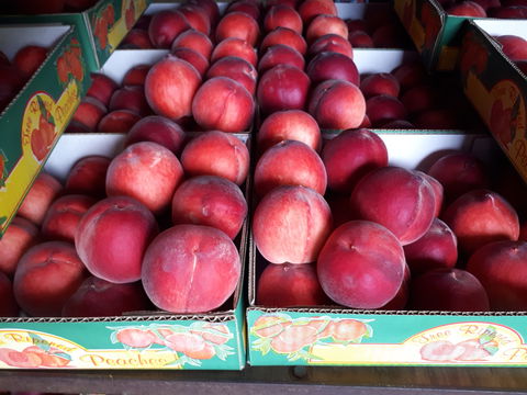 Martins Orchard - Tourism Caloundra 0
